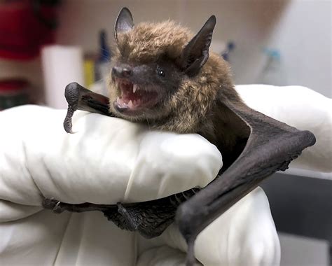 can bat droppings be tested for rabies|can you catch rabies from a bat.